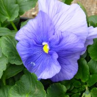 11月27日（水）　花壇苗植え