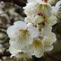 2月25日（火）　冬来りなば春遠からじ