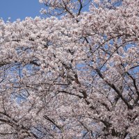 4月16日（木）　臨時休業措置の延長について