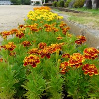 6月18日(木）　花壇整備