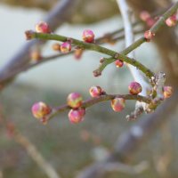 1月22日（金）　冬来りなば春遠からじ