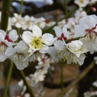 3月12日（金）　春が来た