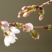 3月16日（火）　開花宣言！「サクラ咲く！」