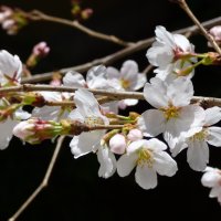 3月18日（木）　春の陽気に誘われて