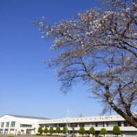 3月23日（火）　サクラに抱かれて