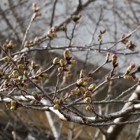 ３月２５日（金）桜のつぼみ