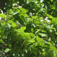 ５月２５日（水）「きささげ」が開花しました