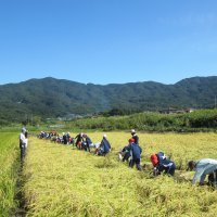 ９月28日（水）５年生　稲刈り体験