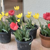 ３月２２日（水）　校内の花について