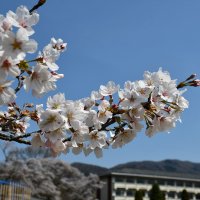 ３月３０日　春らんまん