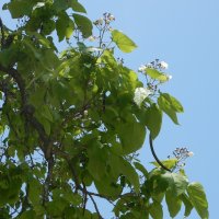 ５月１７日（水）　きささげの花が咲きました！