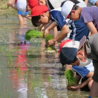 ５月17日(水)田植え体験