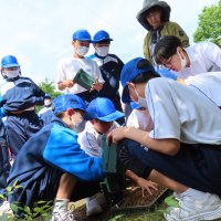 ５月３１日（水）順調に育っています！