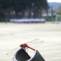 10月11日(水)　本日の学校の様子