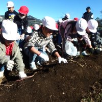 １１月２０日（月）１年生生活科「サツマイモ掘り」「リースの土台作り」