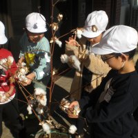 １２月２０日（水）ワタの木