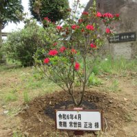 常世田様による樹木の寄贈（４月２５日）