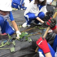 いも苗植え集会（５月２２日）