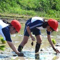 ５月28日（火）田植えをしました。