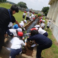 サツマイモ栽培に挑戦【２年生】