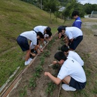 サツマイモ畑の除草作業をしました