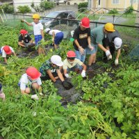 ６月２４日（月）ジャガイモ収穫