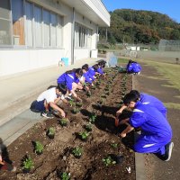 花壇の花を植え始めました